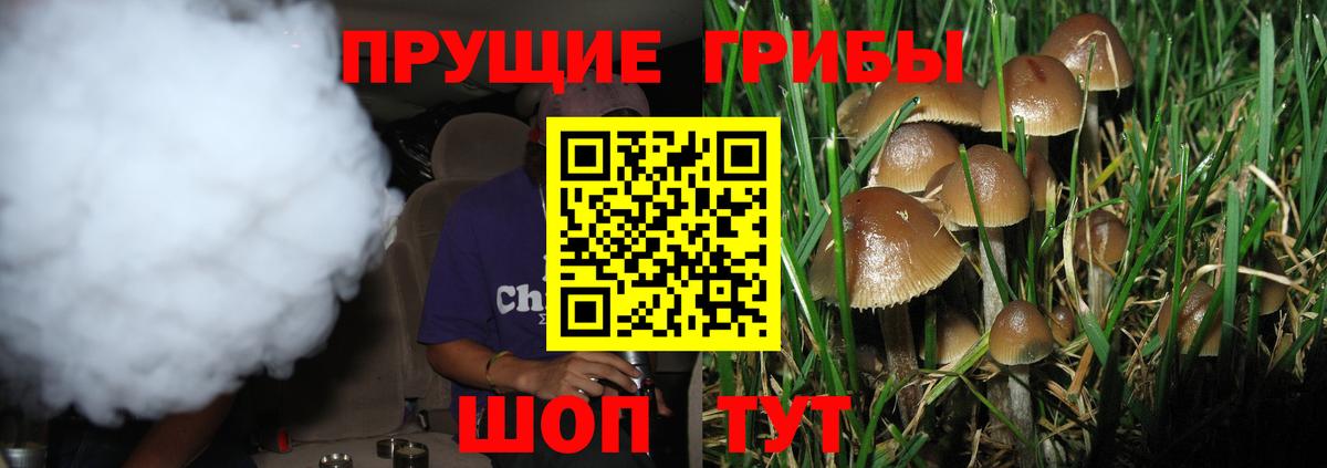 Псилоцибиновые грибы Psilocybine cubensis  Вход с VPN  наркота  Псилоцибиновые грибы прущие грибы  Реж 